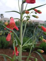 Penstemon barbatus